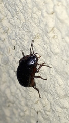 Harpalus