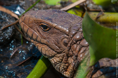 Dracaena paraguayensis