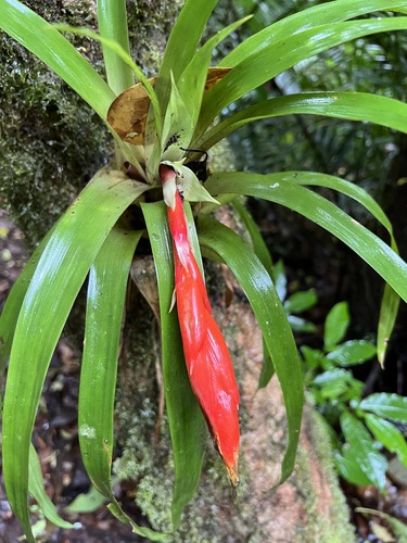 Guzmania nicaraguensis (Guzmania nicaraguensis)