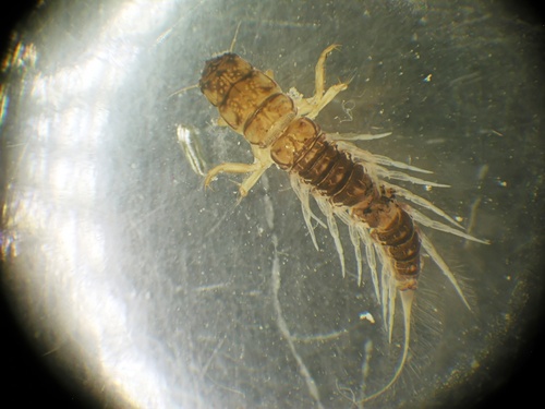Sialis lutaria