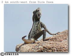 Acanthocercus phillipsii