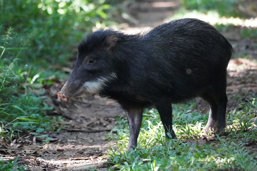 White-Lipped Peccary