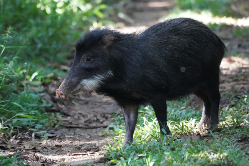 White-lipped Peccary