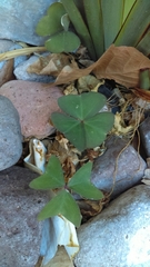 Oxalis