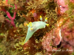 Polycera