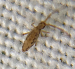 Entomobrya intermedia