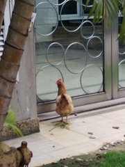 Gallus gallus domesticus