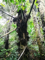 Arenga pinnata