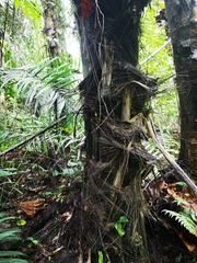 Arenga pinnata