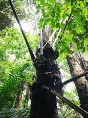 Arenga pinnata