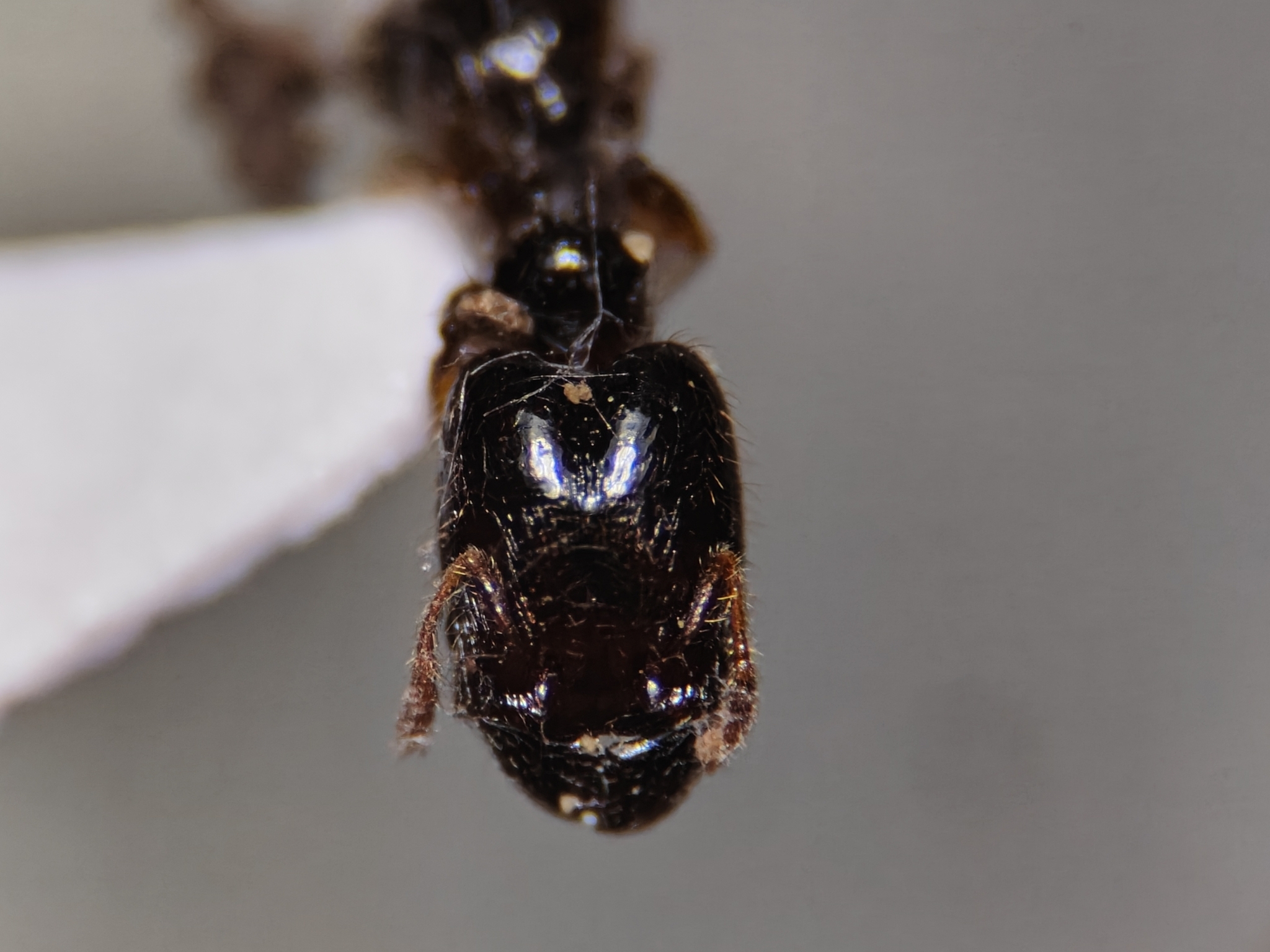 Pheidole synarmata
