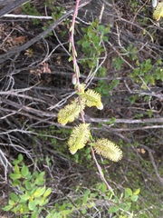 Salix irrorata