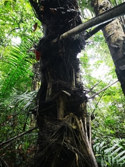 Arenga pinnata