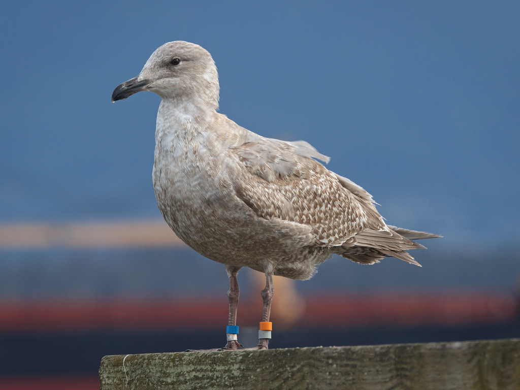 Olympic Gull from West Side, Vancouver, BC, Canada on March 30, 2024 at ...