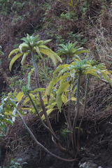 Dendroseris pruinata