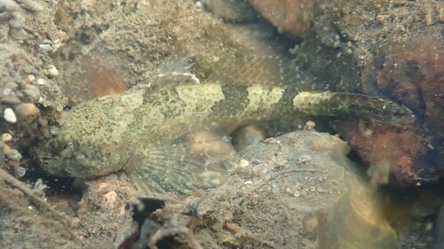 Chabot Bullhead, photo 9 of 10