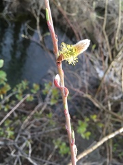 Salix irrorata