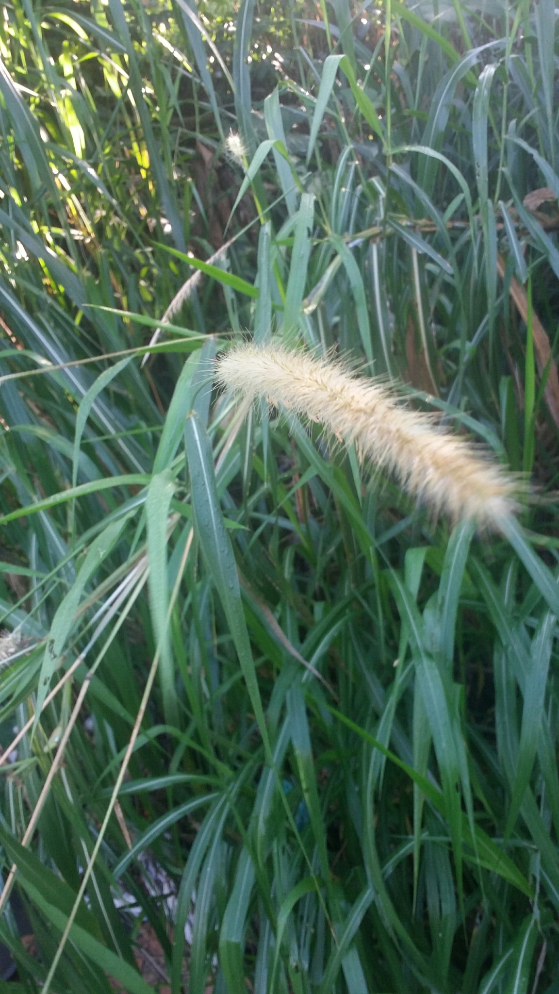 Setaria parviflora