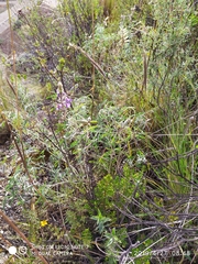 Lupinus altimontanus