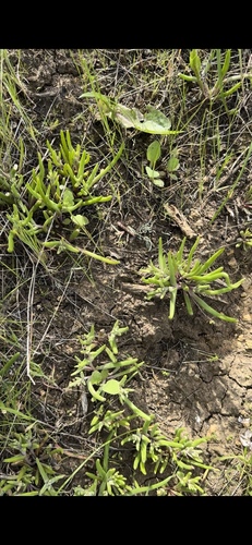 Dudleya multicaulis