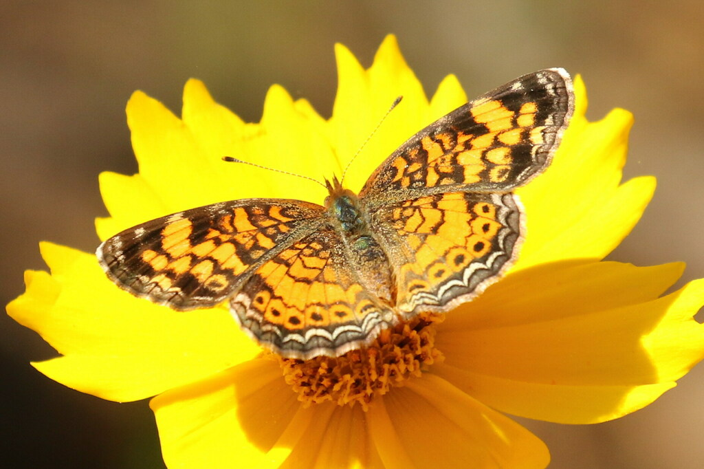 Pearl Crescent from Elfin Trail off 208, Walker County, TX, USA on ...