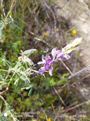 Lupinus altimontanus