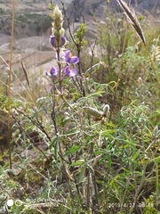Lupinus altimontanus