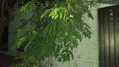 Moringa
