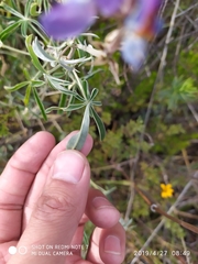 Lupinus altimontanus