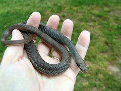 Coluber constrictor latrunculus