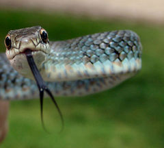 Coluber constrictor latrunculus