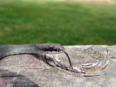 Coluber constrictor latrunculus