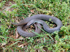 Coluber constrictor latrunculus