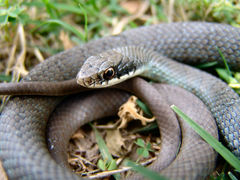 Coluber constrictor latrunculus