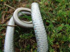 Coluber constrictor latrunculus