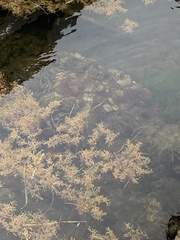 Sargassum natans