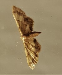 Idaea trypheropa