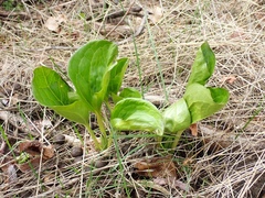 Trillium petiolatum