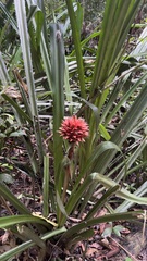 Aechmea magdalenae image