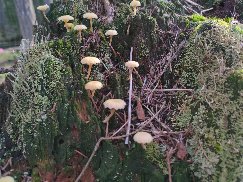 Lichen Agaric from Cowichan Lk. Rd & Lepage, Cowichan Valley, BC V9L ...