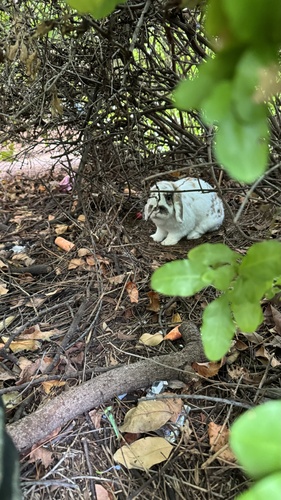 Oryctolagus cuniculus observed 2024-03-25