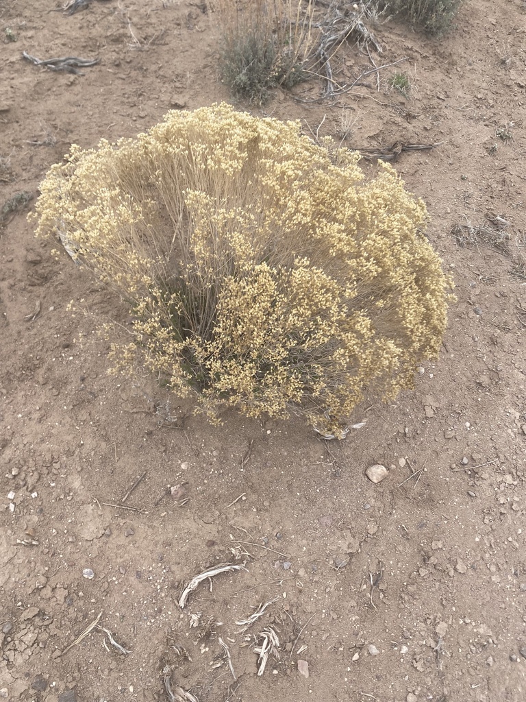 Broom Snakeweed from Paragonah, UT, US on March 30, 2024 at 05:12 PM by ...