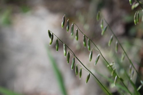 Image of Twoflower Melicgrass (Melica mutica) by (c) Dominic, some rights reserved (CC BY)