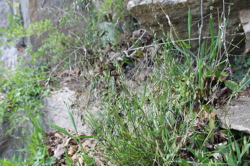 Image of Melica mutica by (c) Dominic, some rights reserved (CC BY)