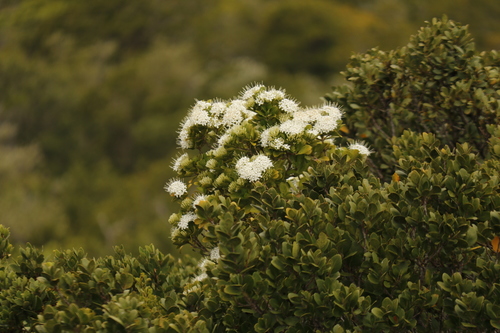 Image of Pavetta revoluta by (c) Karen Eichholz, some rights reserved (CC BY)