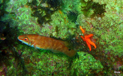 Ctenolabrus rupestris