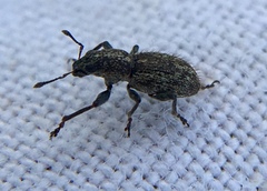 Andrion regensteinense