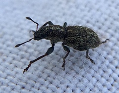 Andrion regensteinense