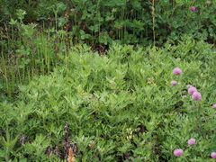Artemisia princeps
