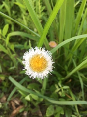 Erigeron procumbens